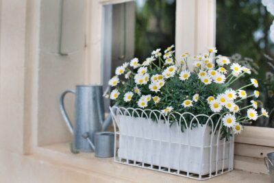 flower-box-1828884_1920